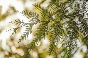 Western red cedar tree branch foliage close up with green bokeh forest background photo