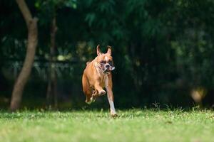 Boxer perro corriendo y saltando en verde césped verano césped al aire libre parque caminando con adulto mascota foto
