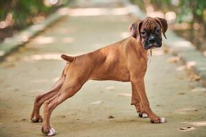 Boxer perro perrito lleno altura retrato a al aire libre parque caminando, verde césped antecedentes foto