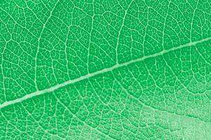 Macro green leaf texture with beautiful relief facture of plant, close up macro photo of pure nature