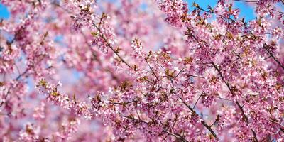 Pink cherry blossom, beautiful pink flowers of japanese cherry tree on blue sky background in garden photo