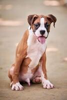 Boxer dog puppy full height portrait at outdoor park walking, footpath background photo