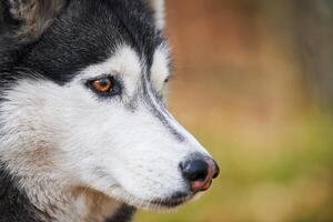 Siberian Husky dog profile portrait with black gray white coat color, cute sled dog breed photo