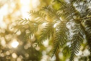 Western red cedar tree branch foliage close up with green bokeh forest background photo