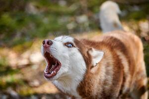 Siberian Husky dog surprised barking on forest grass, barking Husky dog portrait photo