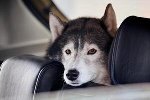 Siberian Husky dog sitting in back seat of car, Husky dog portrait with brown eyes and black coat photo
