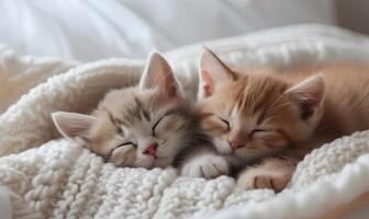 ai generado linda pequeño gatitos dormido juntos en suave tartán, de cerca foto