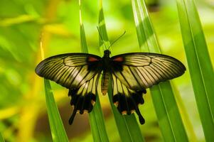 el belleza de el colores y modelo de un mariposa foto