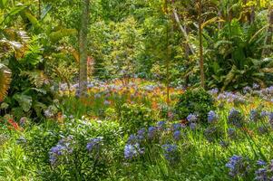 terra nostra parque en el azores es un grande botánico jardín con un enorme variedad de plantas y arboles y con lagos, corrientes y un piscina de volcánico origen foto