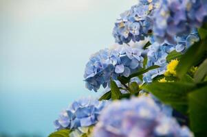 hortensias son el típico flores de el azores islas foto