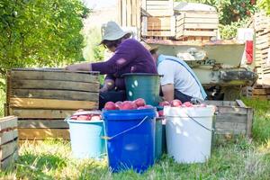 person in apple orchard, person in the garden photo