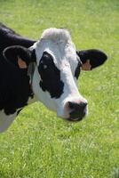 negro y blanco vacas pacer en un prado en un soleado verano día, comer verde césped foto