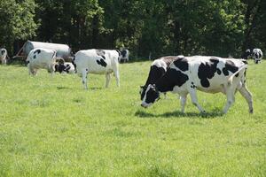 black and white cows graze in a meadow on a sunny summer day, eat green grass photo