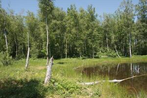 mezclado bosque en el apuntalar de un lago Paisaje,abedul,abeto arboles en mezclado bosque foto