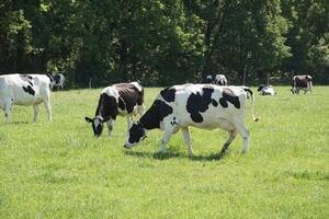 black and white cows graze in a meadow on a sunny summer day, eat green grass photo