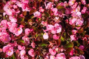 flowerbed in the city park Begonia with red-pink flowers, natural floral background photo