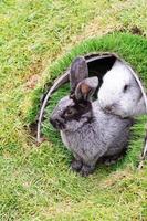 two cute rabbits peek out of the hole outside and eat green grass, fluffy pet photo