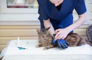 veterinarian combs the Maine Coon cat with gloves, provides grooming and regular care for purebred pets photo