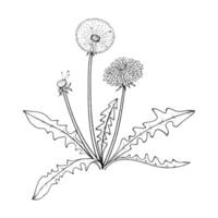 Vector Linear Illustration of Dandelion Flower With Leaves