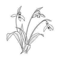 Vector Illustration of Snowdrop Flowers