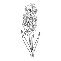 Vector Hyacinth Flower