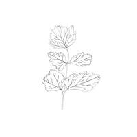 black and white leaf vector