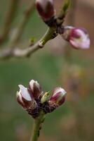 The buds of the tree are going to bloom in spring photo