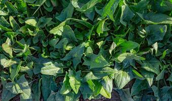 Spinach grows in the garden, outdoors for a healthy diet photo