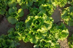 Lettuce grows in the garden, outdoors for a healthy diet photo