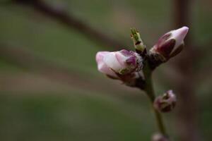 el brotes de el árbol son yendo a floración en primavera foto