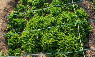 lechuga crece en el jardín, al aire libre para un sano dieta foto