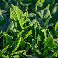 Spinach grows in the garden, outdoors for a healthy diet photo