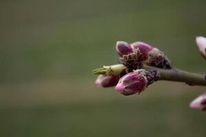 The buds of the tree are going to bloom in spring photo