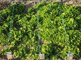 Lettuce grows in the garden, outdoors for a healthy diet photo