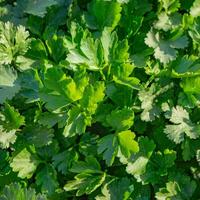 Parsley and coriander grow together in the garden for a healthy diet photo