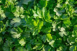 Parsley and coriander grow together in the garden for a healthy diet photo