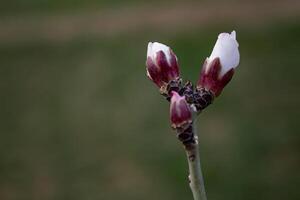 The buds of the tree are going to bloom in spring photo