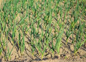 Garlic grows in the garden, outdoors for a healthy diet photo