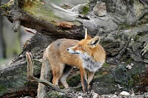 Red fox looking for a bird in the tree photo