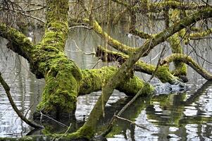 Dead tree overgrown with moss in the Rhine meadows photo