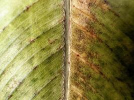 Rotten Banana Leaf Photo