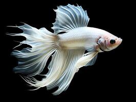 AI generated portrait of white betta fish on black background, generative ai photo