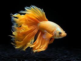 AI generated portrait of yellow betta fish on black background, generative ai photo