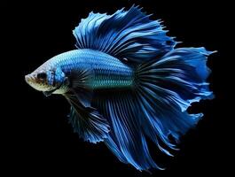 AI generated portrait of blue betta fish on black background, generative ai photo