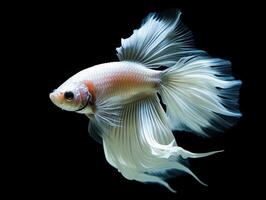 AI generated portrait of white betta fish on black background, generative ai photo