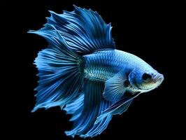 AI generated portrait of blue betta fish on black background, generative ai photo