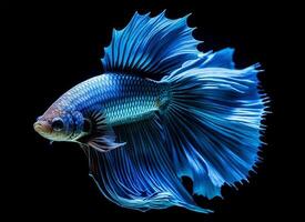AI generated portrait of blue betta fish on black background, generative ai photo