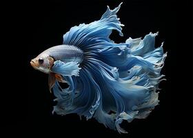 AI generated portrait of blue betta fish on black background, generative ai photo
