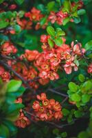 Red flowers of Japanese quince Chaenomeles japonica photo