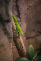 Green lizard on a branch in the zoo. Green lizard in the zoo. photo